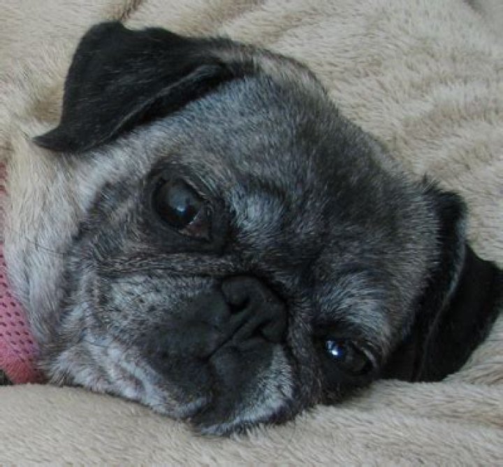 Why is my pug turning gray