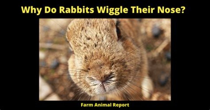 Why is my rabbit twitching