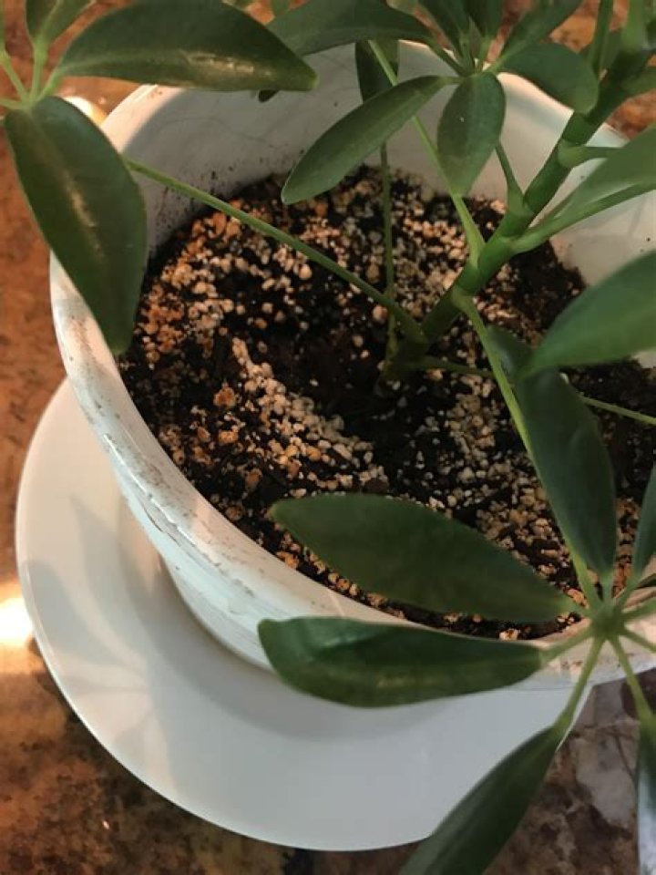 Why is my soil turning orange