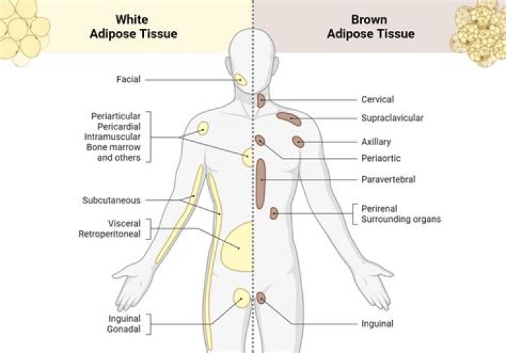 Why is the eyeball wrapped in adipose tissue