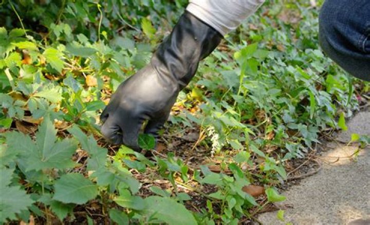 Will bleach dry up poison ivy