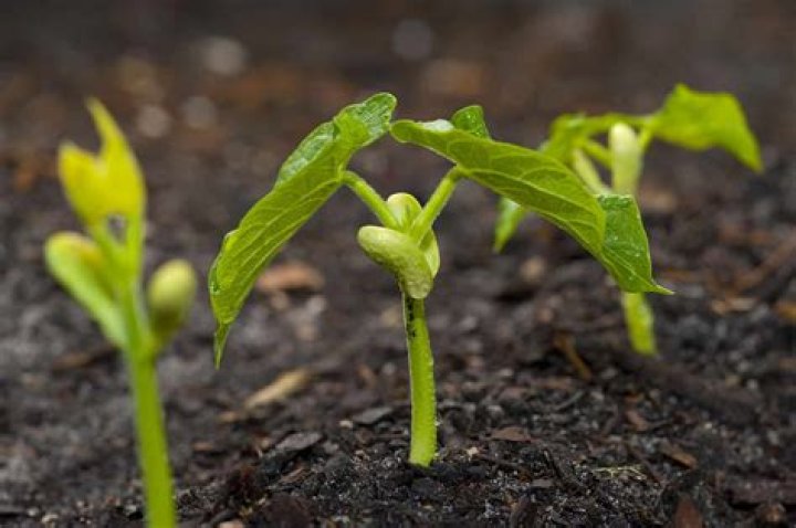 Will butter beans sprout