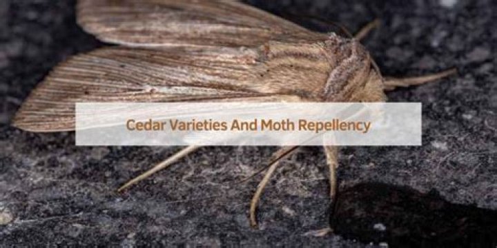 Will cedar keep moths away