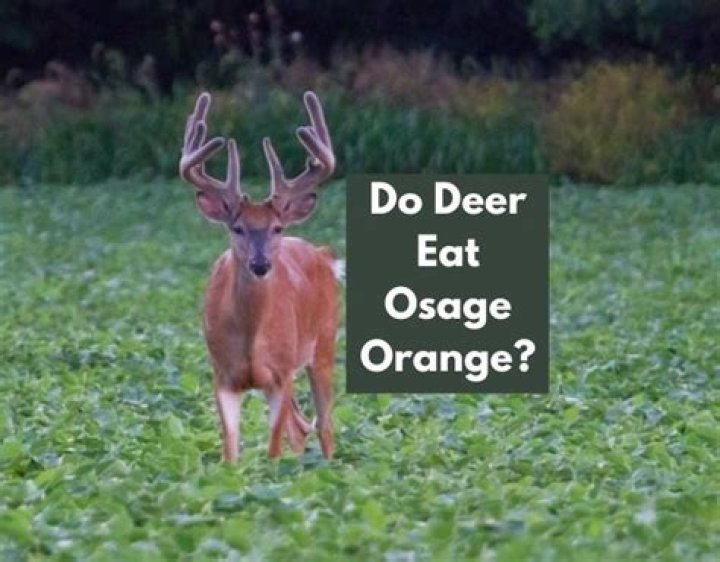 Will deer eat Osage orange