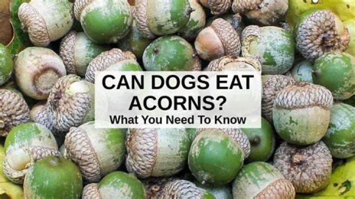 Will one acorn hurt my dog