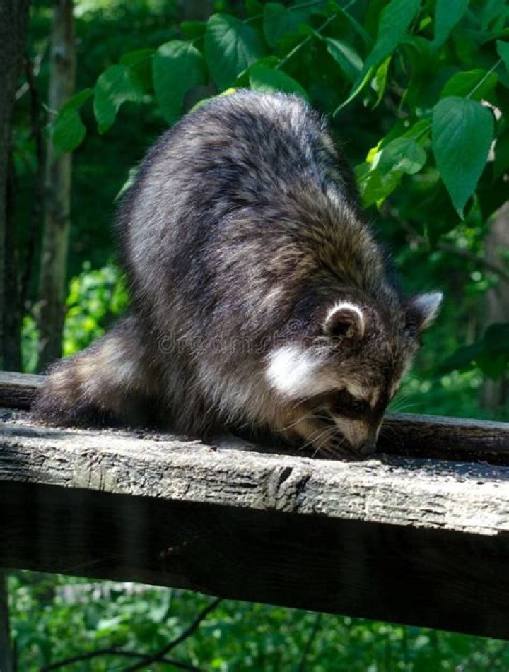 Will racoons eat bird seed
