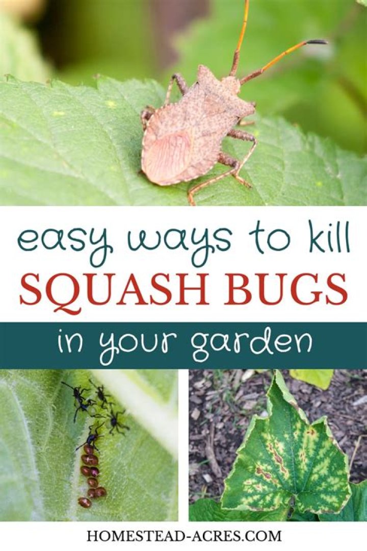 Will soap kill squash bugs