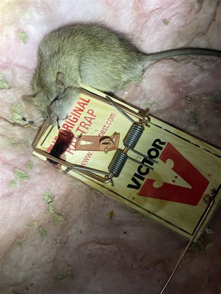 Would a rat eat a dead rat